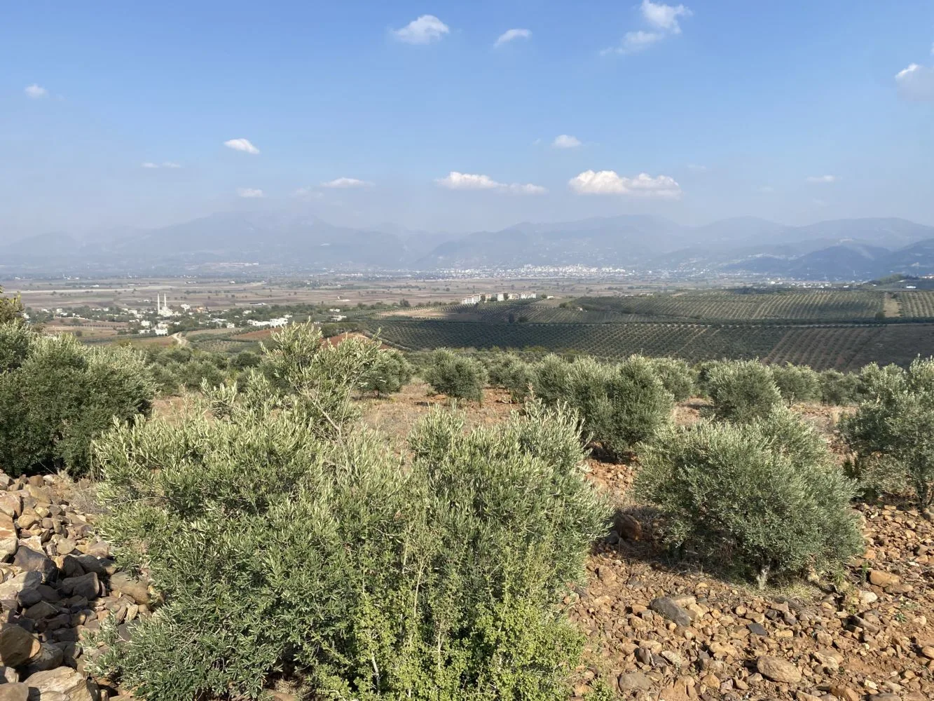 UYGUN FİYATLI 5098 M2 ZEYTİN