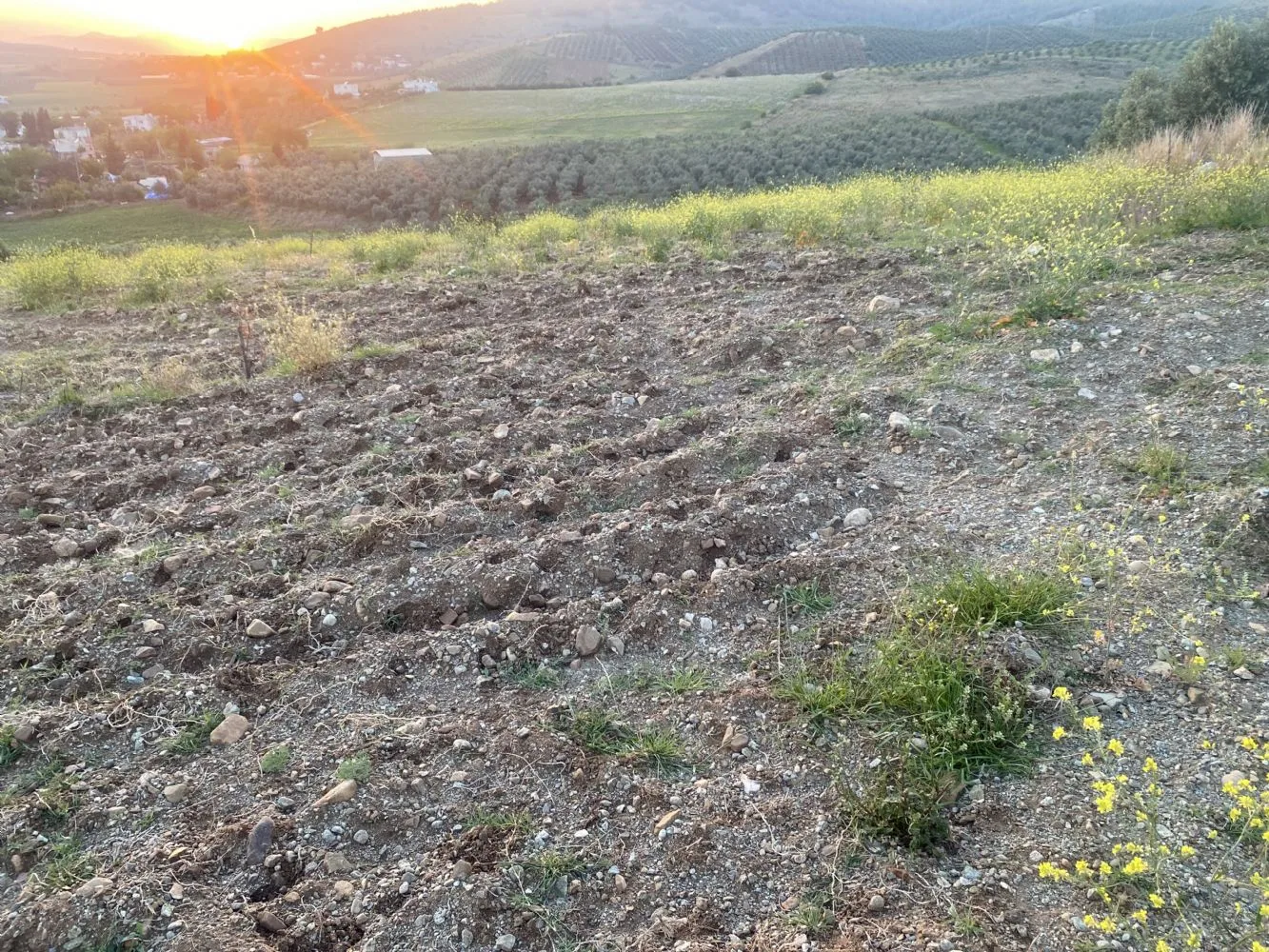 DÜZİÇİNDE SATILIK HARNIP (KEÇİ BOYNUZU )