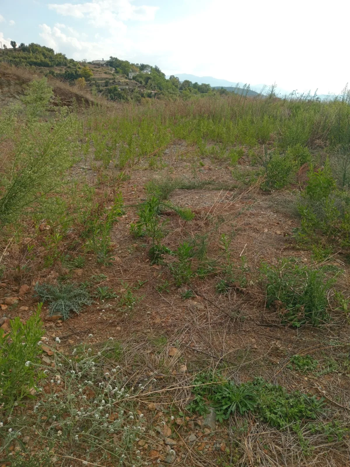 DÜZİÇİNDE UYGUNŞEHİR MANZARALI İKİ EVLİK YAYLALIK ARSA