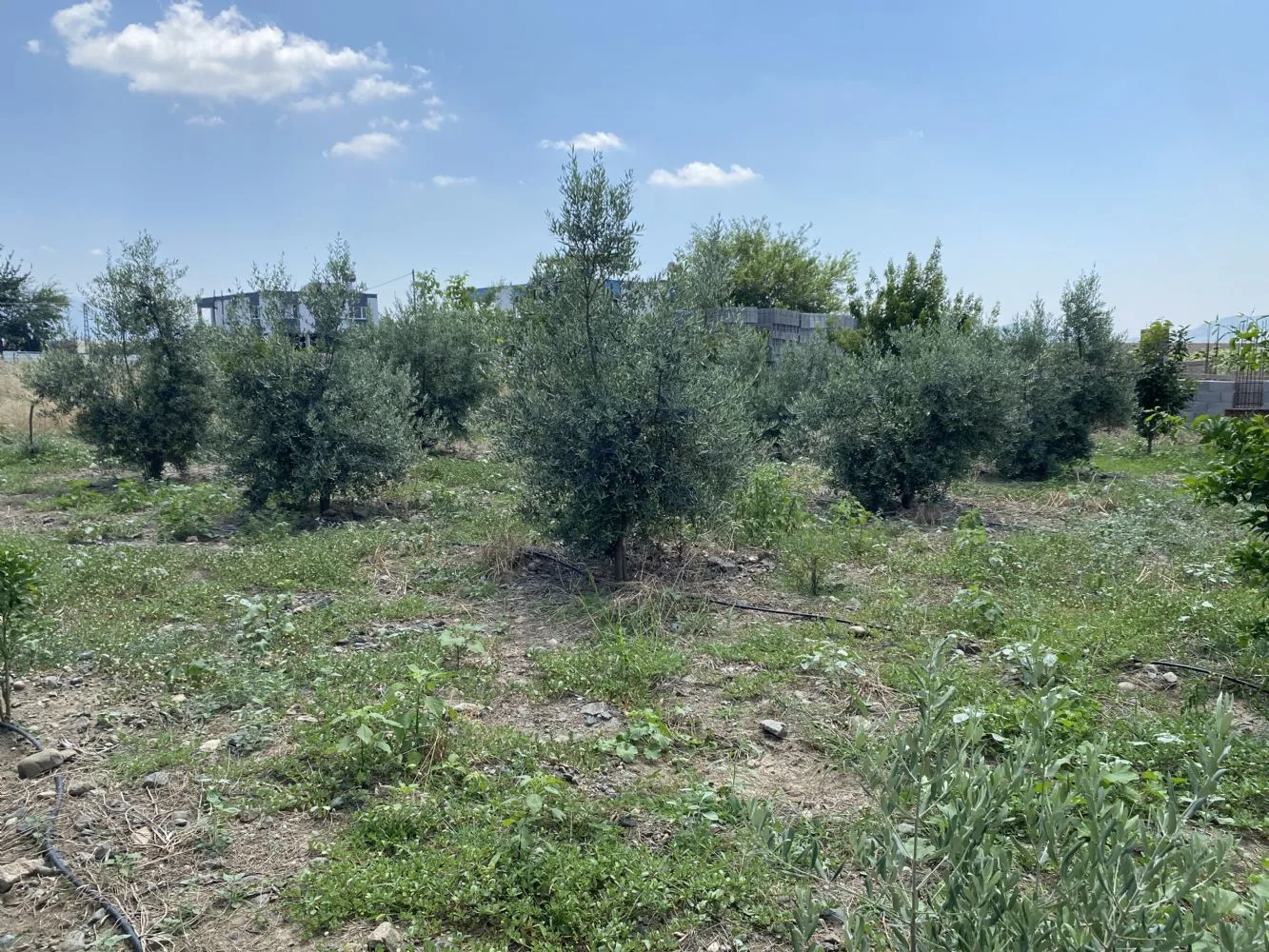 DÜZİÇİNDE ÇEVRE YOLU ALTINDA UYGUN