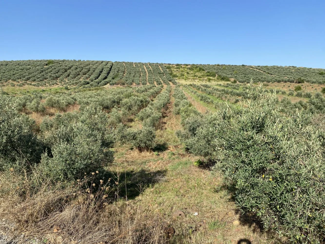 ELLEKTEMERKEZE YAKIN RESMİ YOLU MÜSTAKİL TAPUSU OLAN ÇOK