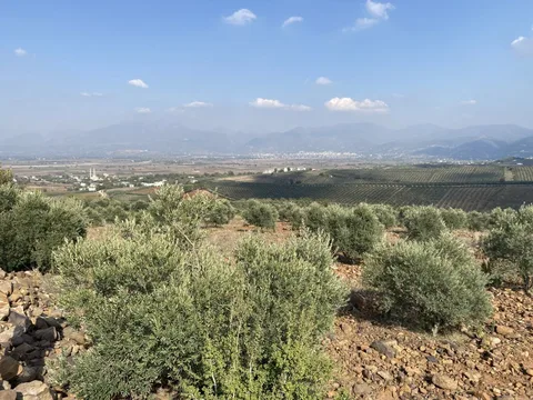 UYGUN FİYATLI 5098 M2 ZEYTİN
