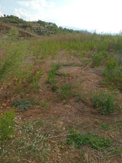 DÜZİÇİNDE UYGUNŞEHİR MANZARALI İKİ EVLİK YAYLALIK ARSA